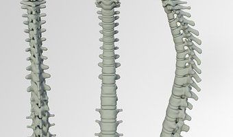 tres columnas vertebrales