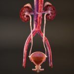 El sistema urinario: qué es, partes y explicación con ejemplos y imágenes)