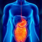 Qué es el Sistema digestivo, sus partes y ejemplos