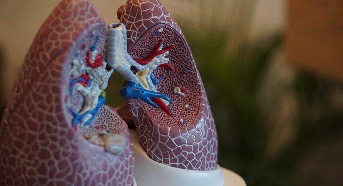 , Imágenes del sistema respiratorio con explicación, Estudianteo